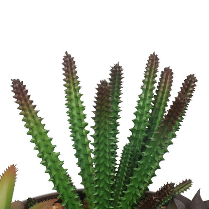 Potted Artificial Succulents with Round Decorative Bowl 19cm 4