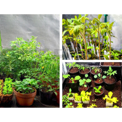 Green Fingers Grow Tent 60x60x90CM Hydroponics Kit Indoor Plant Room System 3