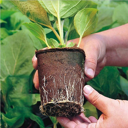 10pcs Biodegradable Seedling Trays 12-Hole Garden Starter 3