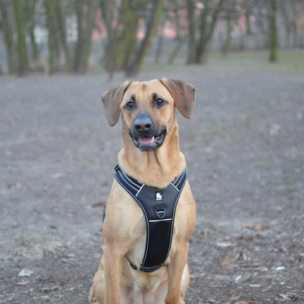 Reflective Heavy Duty Harness Black XL 3