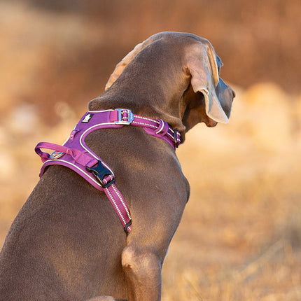 No Pull Harness Purple S 4