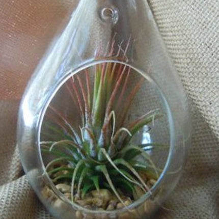 4 Pack of Hanging Clear Glass Tealight Candle Holder Tear Drop Pear Hour Glass Shape - 20cm High Terrarium Plant Mini Garden Holder Decoration Craft Gift 4