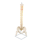Life Size Flexible Spine Pelvis & Femur Model – Anatomical Skeleton Display