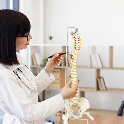 Life Size Flexible Spine Pelvis & Femur Model – Anatomical Skeleton Display 2