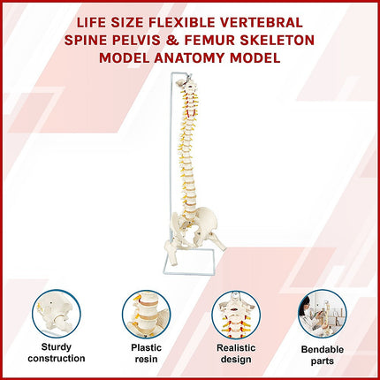 Life Size Flexible Spine Pelvis & Femur Model – Anatomical Skeleton Display 3