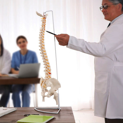 Life Size Flexible Spine Pelvis & Femur Model – Anatomical Skeleton Display 5