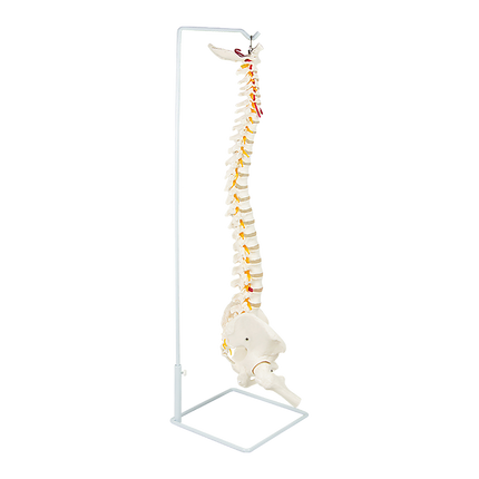 Life Size Flexible Spine Pelvis & Femur Model – Anatomical Skeleton Display 6