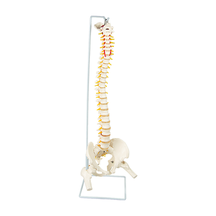 Life Size Flexible Spine Pelvis & Femur Model – Anatomical Skeleton Display 7