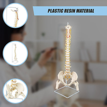 Life Size Flexible Spine Pelvis & Femur Model – Anatomical Skeleton Display 8
