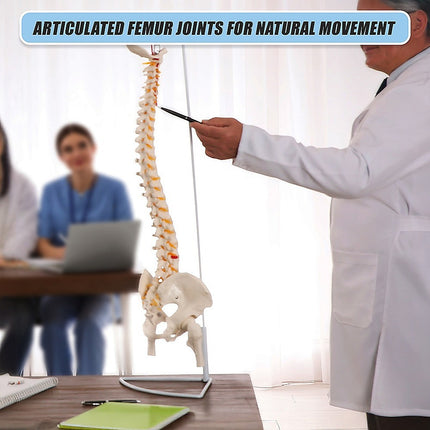 Life Size Flexible Spine Pelvis & Femur Model – Anatomical Skeleton Display 9