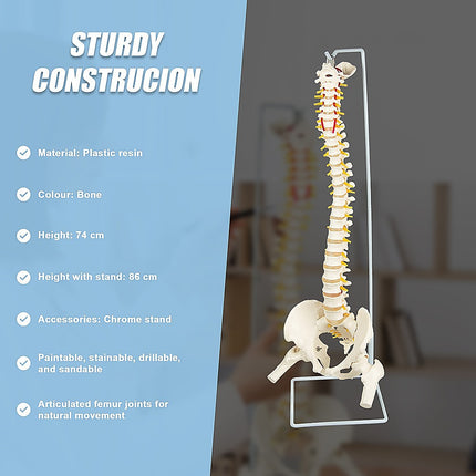 Life Size Flexible Spine Pelvis & Femur Model – Anatomical Skeleton Display 10