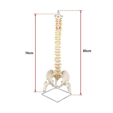 Life Size Flexible Spine Pelvis & Femur Model – Anatomical Skeleton Display 11